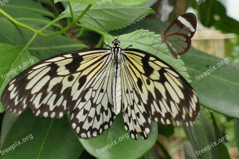 Butterfly Two Insect Close Up Butterflies