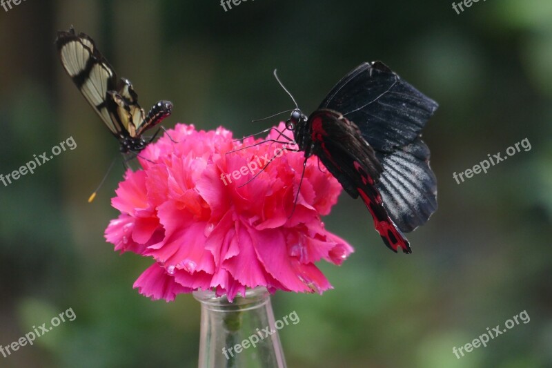 Butterflies Butterfly Exotic Insect Nature