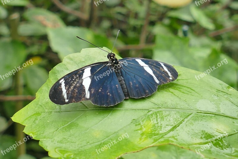 Black And White Butterfly Insect Nature Butterflies