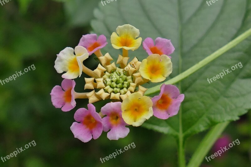 Flower Blossom Bloom Nature Plant