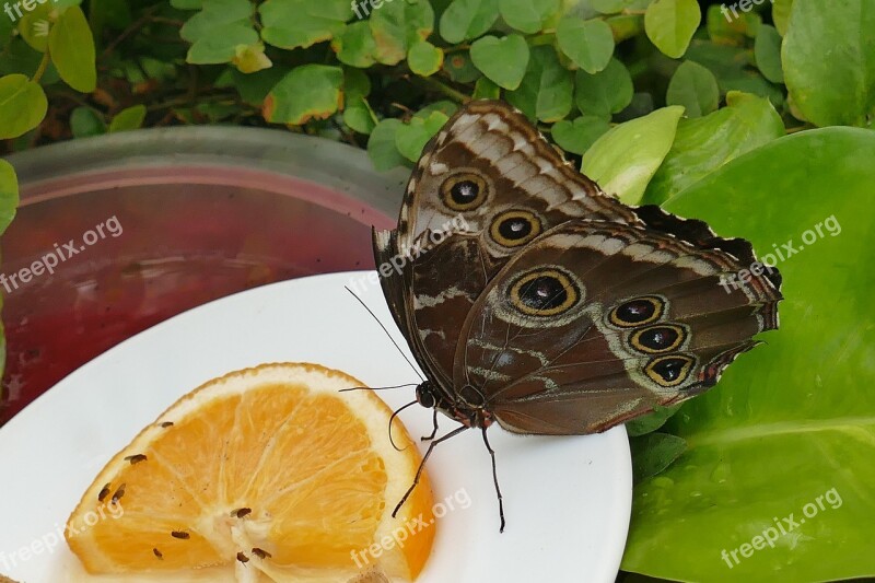 Butterfly Owl Butterfly Close Up Insect Plate