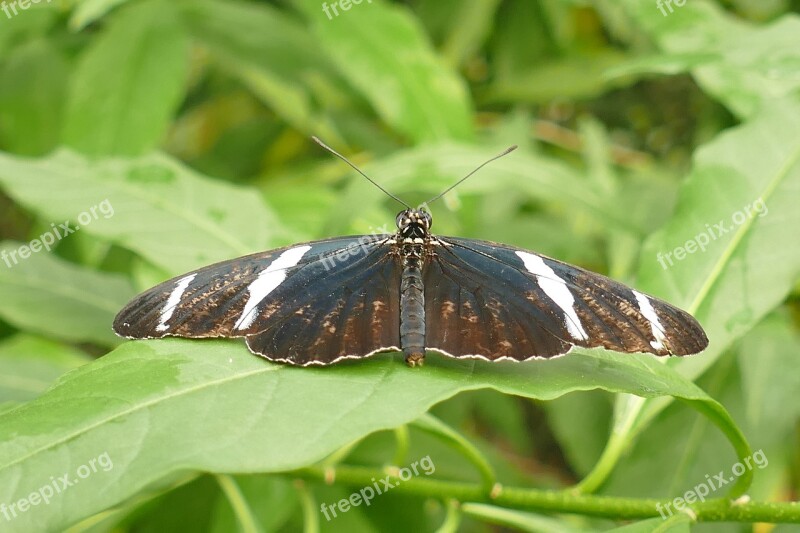 Butterfly Brown-white-black Insect Macro Exotic