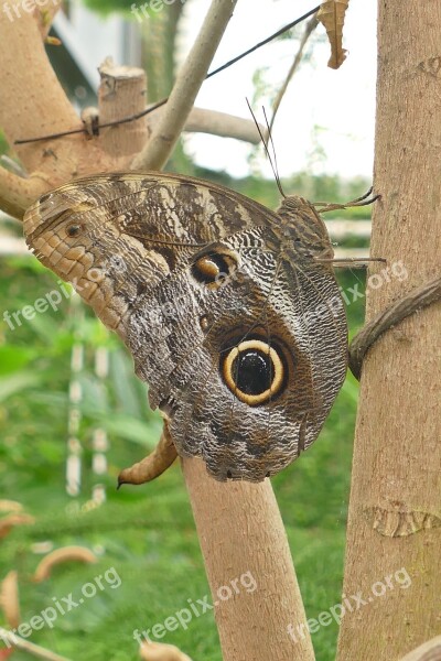 Butterfly Owl Butterfly Insect Close Up Tree