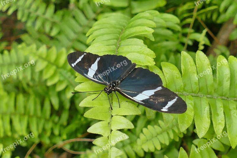 Butterfly Black And White Insect Nature Edelfalter