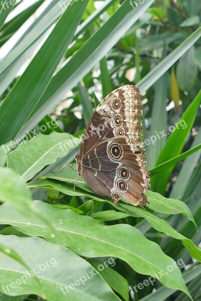 Owl Butterfly Butterfly Waltz Nature Wing