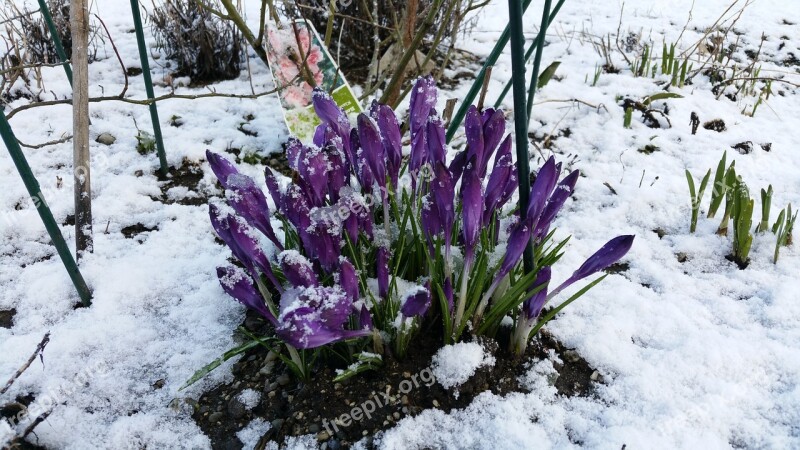 Crocus Flowers Spring Flower Snow Frost