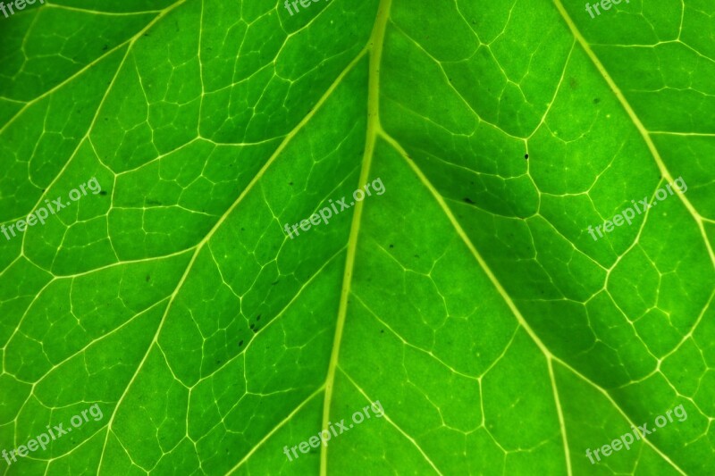 Leaf Green Leaf Plant Plant Green Green