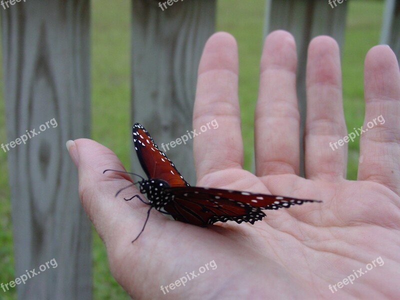 Butterfly Hold Hand Garden Emerge