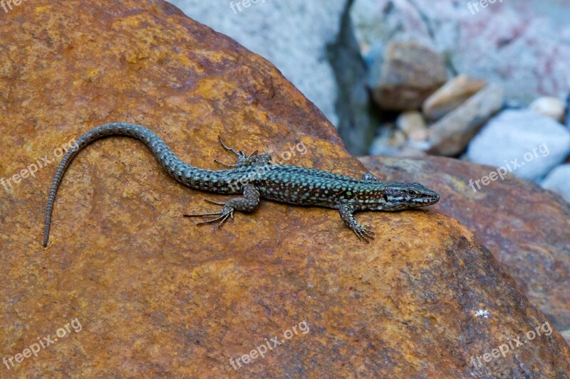 Lizard Emerald Lizard Verzasca Free Photos