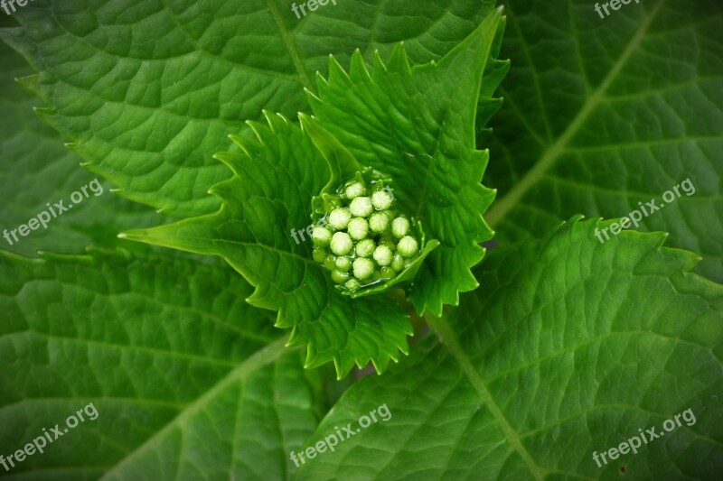 Plant Green Seeds Leaves Plant Green