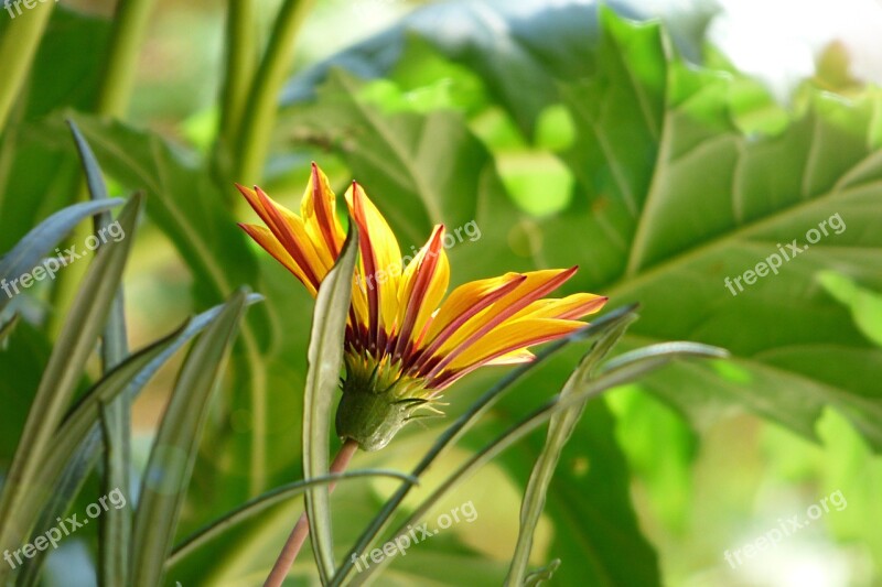 Flower Ray Of Sunshine Light Garden Nature