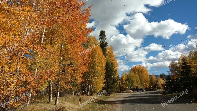 Trees Leaves Aspen Gold Orange