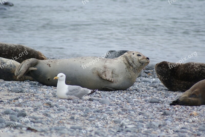 Robbe Gull Sea Water Free Photos