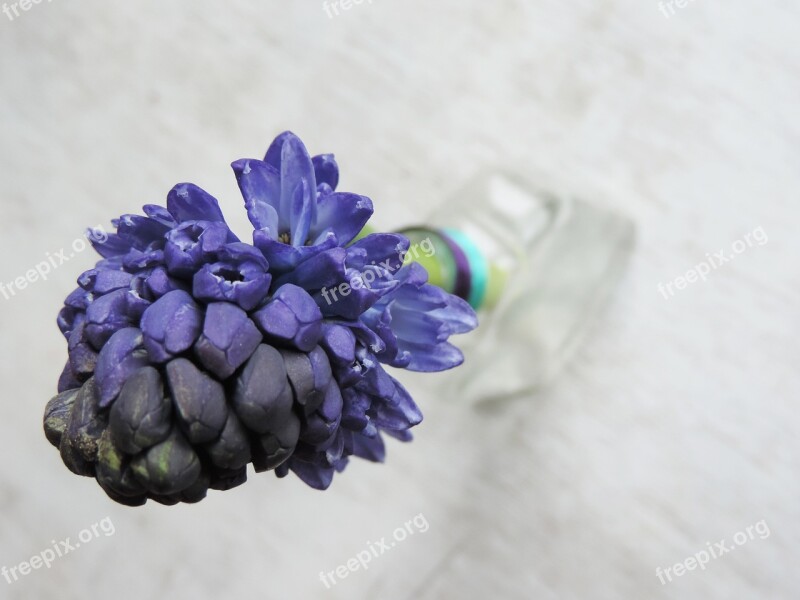 Hyacinth Purple Flower Colors Still Life