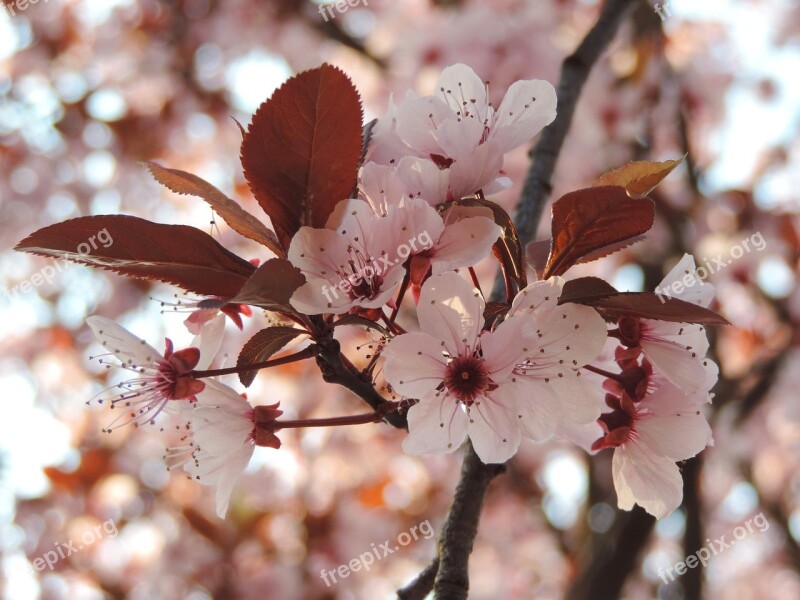 Flower Spring Spring Flower Spring Flowers Cherry