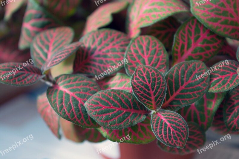 Fittonia Indoor Plant Variegated Foliage Plant-nerve Foliage