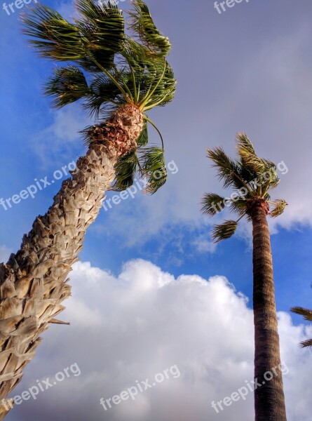 Palm Trees Clouds Sky Palm Blue