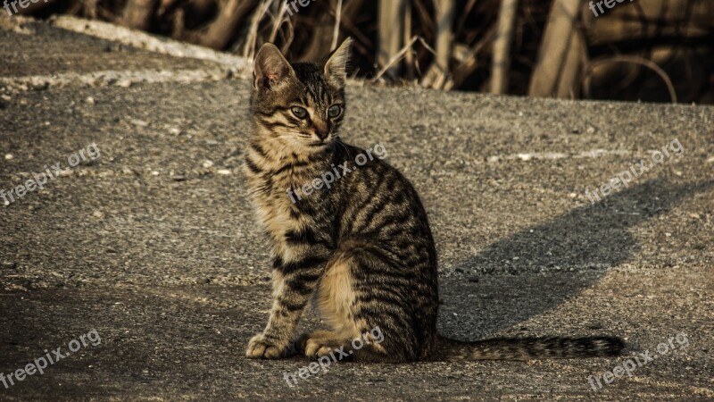 Cat Stray Young Animal Cute