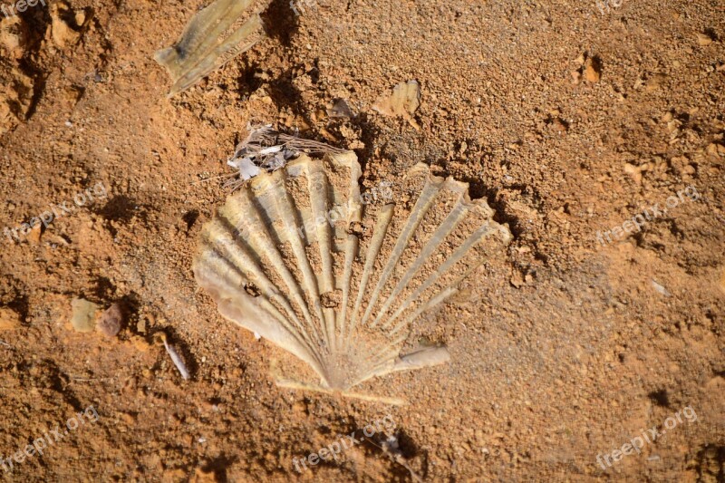 Shell Shell Imprint Petrified Close Up Beach