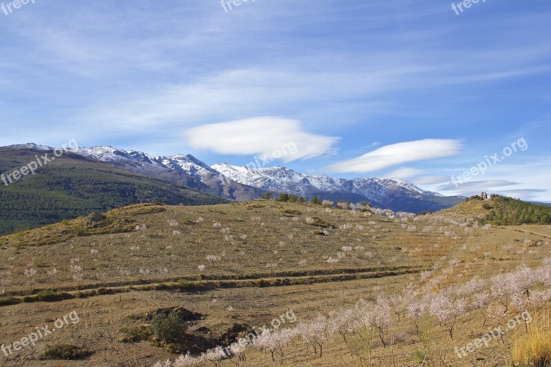 Sierra Nevada Mountain Almond Blossom Almond Trees Flowering