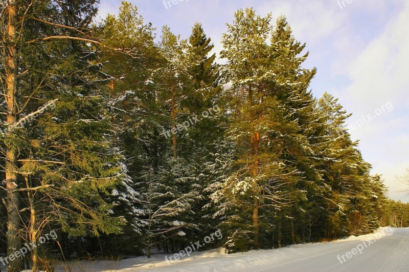 Winter Snow Forest Podlasie Tree