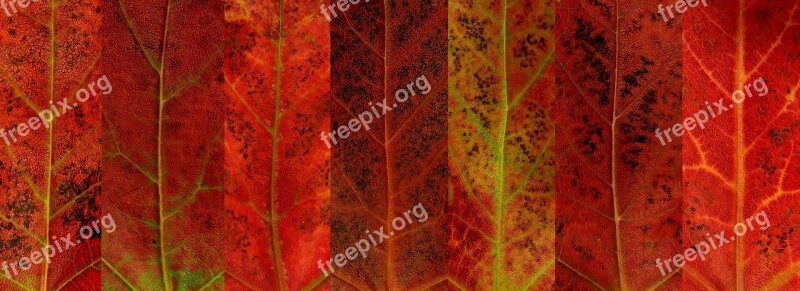 Autumn Fall Leaf Leaves Red