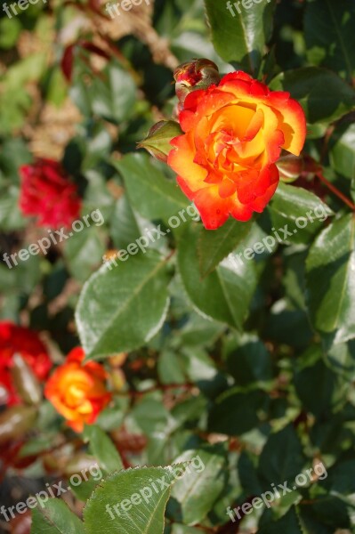 Roses Rose Flower Rose Garden Free Photos