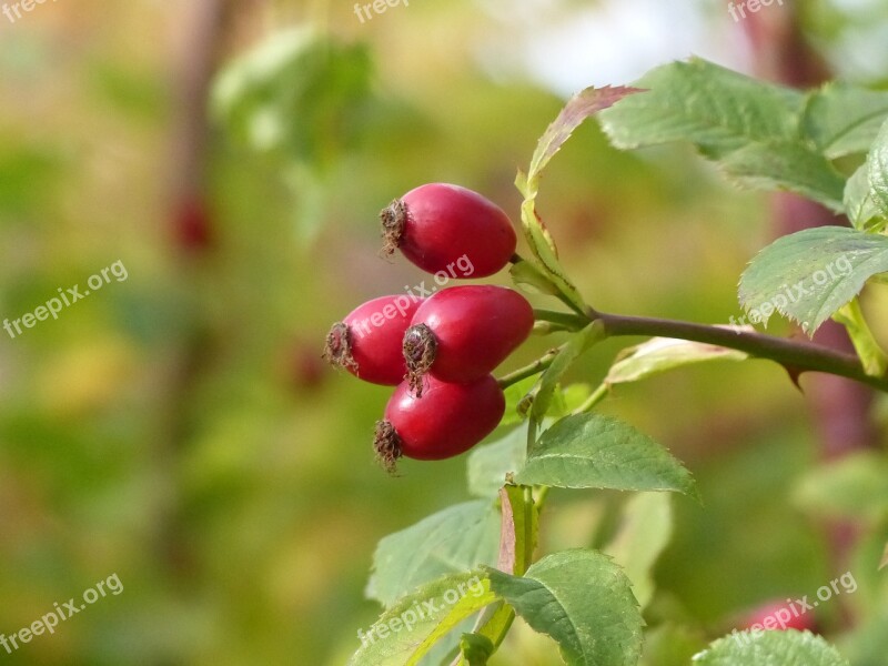 Rose Hips Berry Bush Colors Autumn