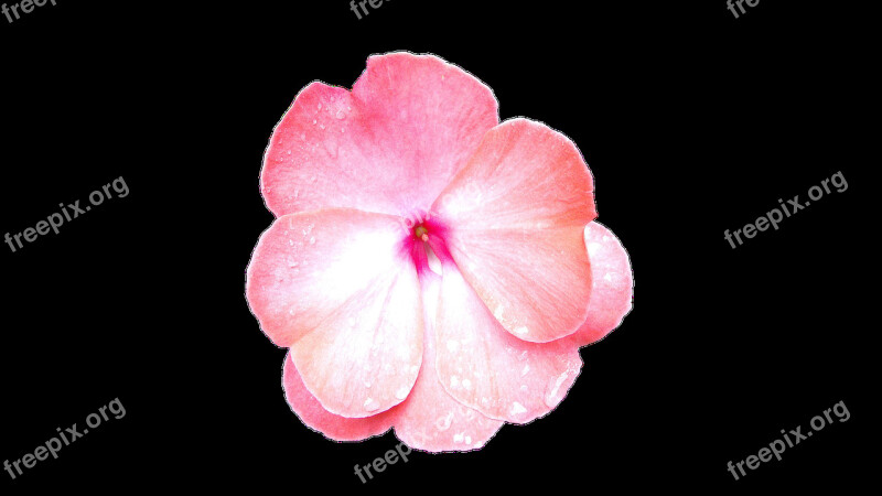 Flower Pink Pink Flowers Petal Macro