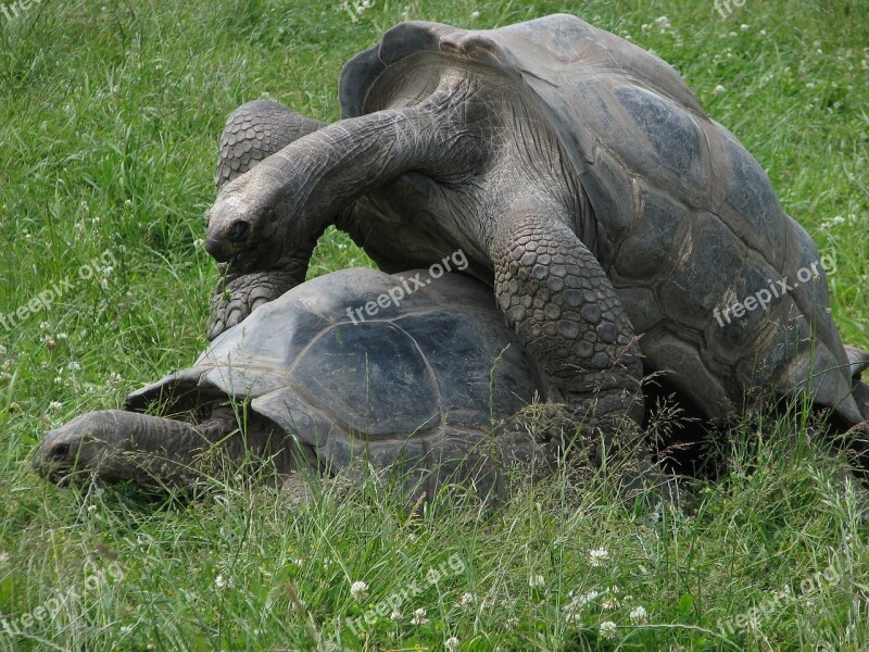 Turtles Animal Zoo Act Sex