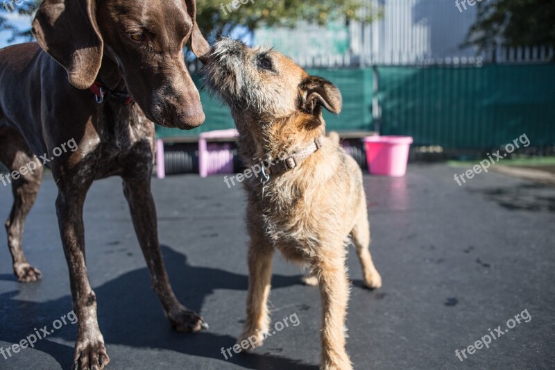 Happy Animal Cute Hound Fun