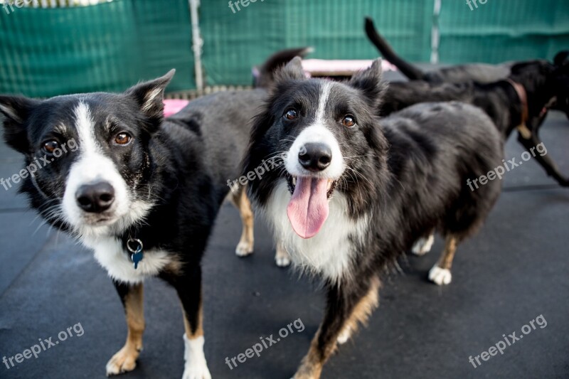 Dogs Collie Border Collie Happy Animal