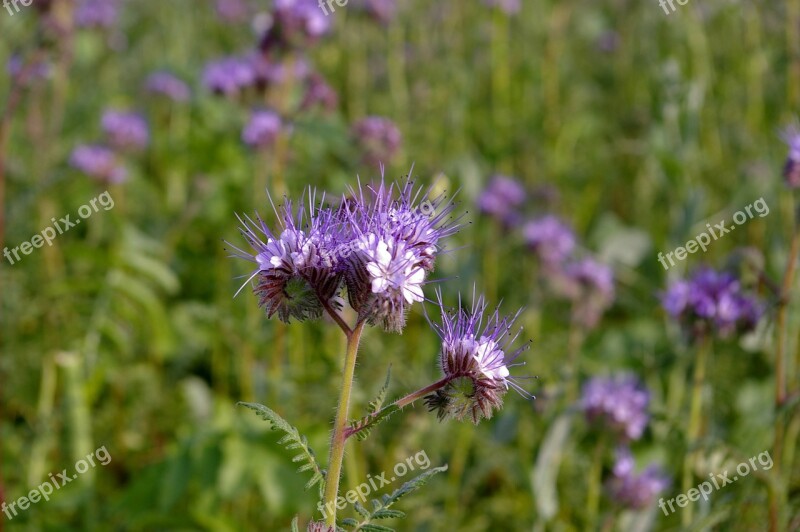 Bueschelschoen Food Source Bee Friend Bees Flower