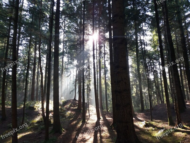 Wood Light Sun Autumn Germany