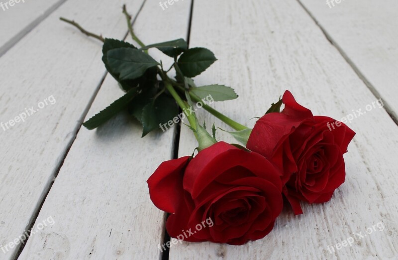 Red Rose Roses Flower Floral Romantic