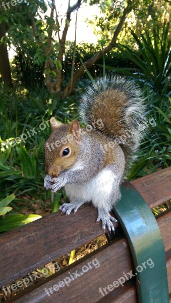 Squirrel Eating Nuts Nature Animal Nut