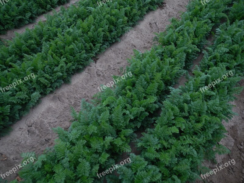 Carrot Field Young Plant Green