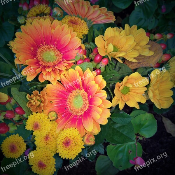 Autumn Bouquet Gerbera Autumn Chrysanthemums Different Types Farbenpracht In Yellow