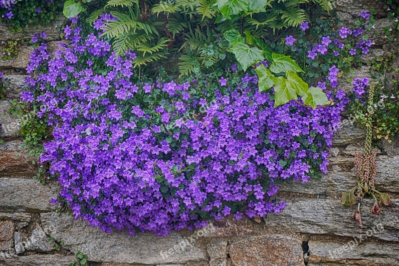 Flowers Campanules Flowering Blue Summer