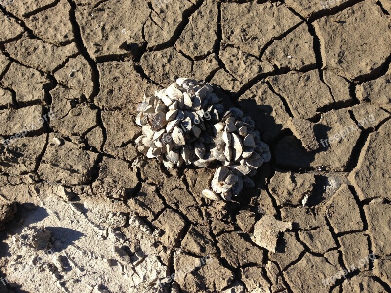 Earth Mussels Dehydrated Cracks Dry