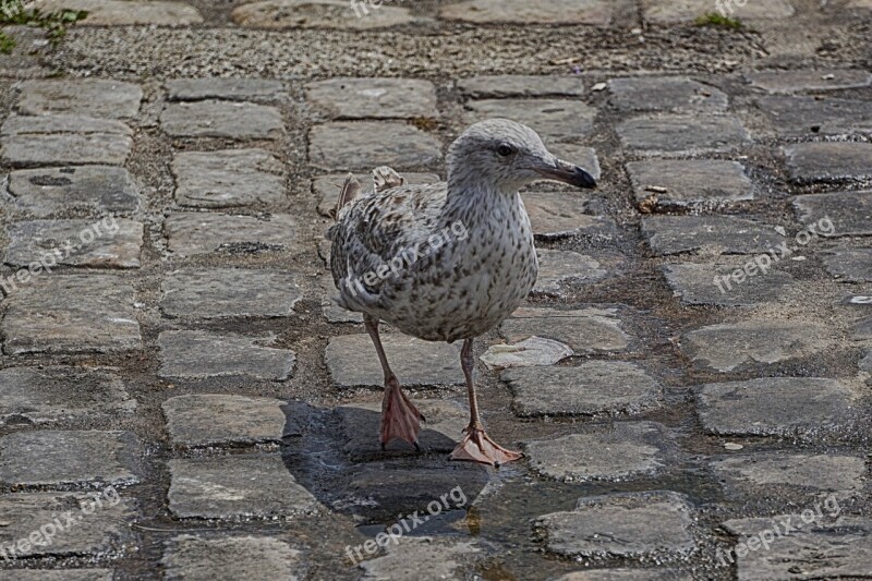 Bird Gull Sea Bird Animal Sea