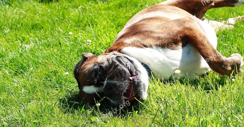 Dog Boxer Turf Free Photos