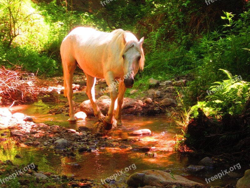 White Horse Forest Nature Romantic