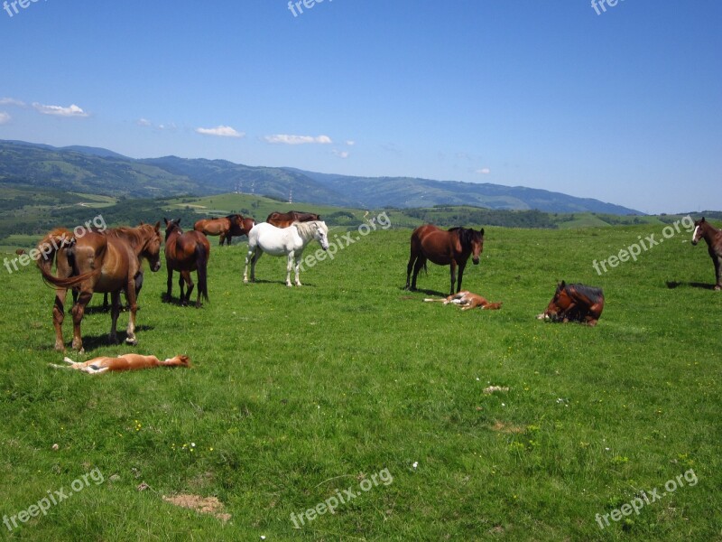 Horses Field Mountain Romania Nature