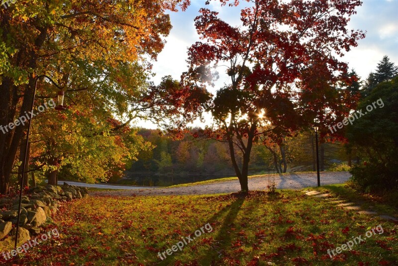 Fall Foliage Autumn Park Yellow