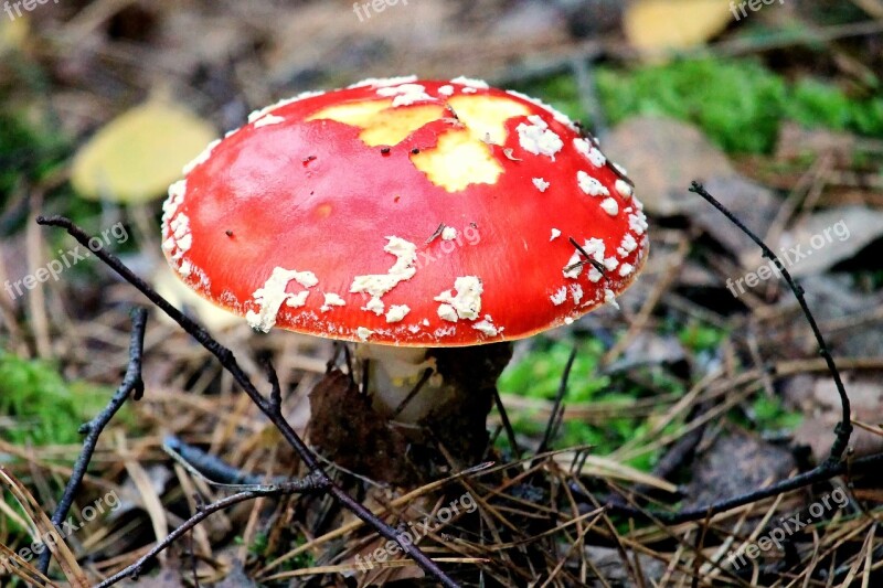 Mushroom Fly Agaric Red Forest Red Fly Agaric Mushroom