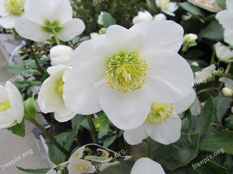 Hellebore Christmas Flower Winter Helleborus Free Photos