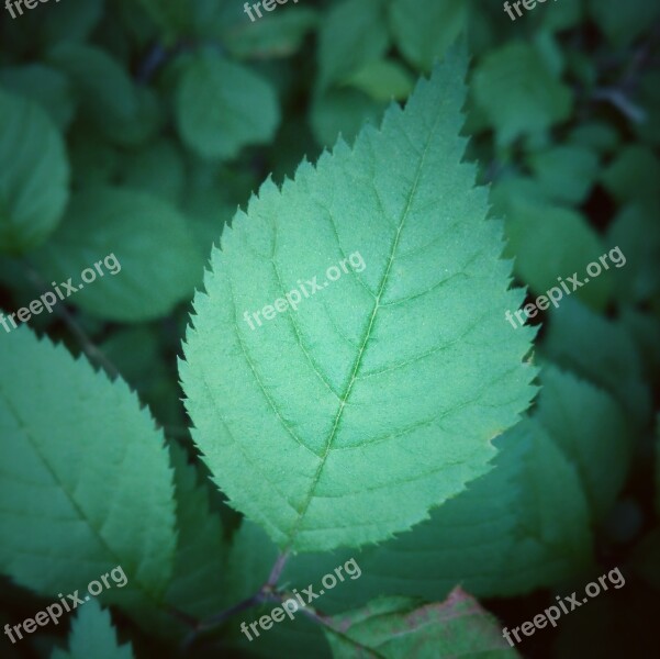 The Leaves Green Spring Free Photos