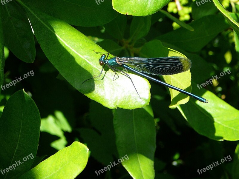 Dragonfly Leaf Insect Close Up Nature