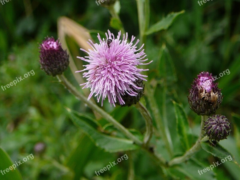 Flower Ant Close Up Nature Flora